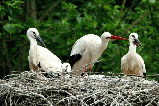 Weißstorch mit Jungtieren Wildpark Alte Fasanerie Klein Auheim 2015