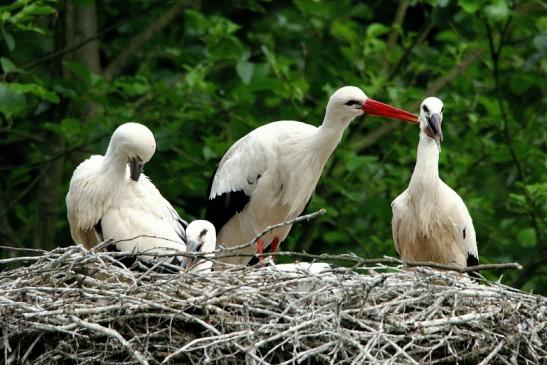 Weißstorch mit Jungtieren Wildpark Alte Fasanerie Klein Auheim 2015