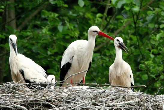 Weißstorch mit Jungtieren Wildpark Alte Fasanerie Klein Auheim 2015