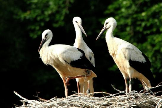 Weißstorch Jungtiere Wildpark Alte Fasanerie Klein Auheim 2015