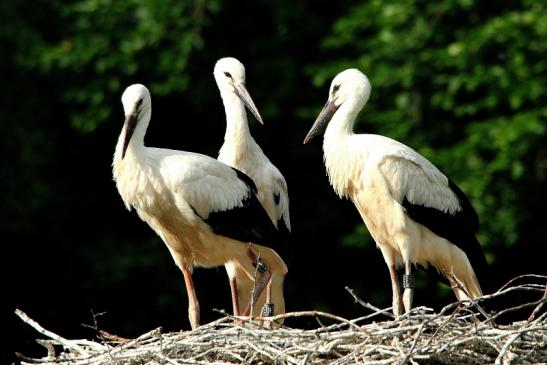 Weißstorch Jungtiere Wildpark Alte Fasanerie Klein Auheim 2015