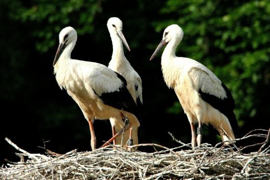 Weißstorch Jungtiere Wildpark Alte Fasanerie Klein Auheim 2015