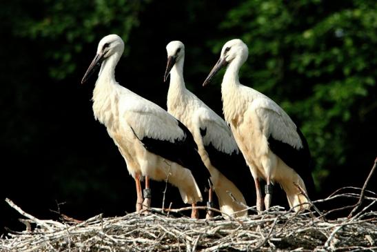 Weißstorch Jungtiere Wildpark Alte Fasanerie Klein Auheim 2015