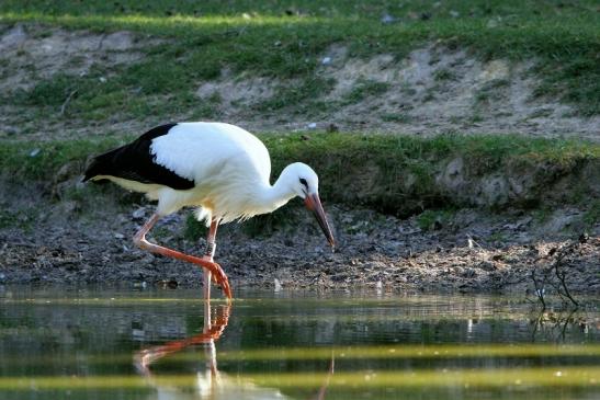 Weißstorch Wildpark Alte Fasanerie Klein Auheim 2015