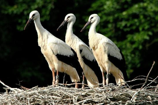 Weißstorch Jungtiere Wildpark Alte Fasanerie Klein Auheim 2015