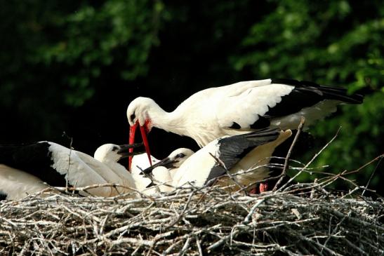 Weißstorch mit Jungtieren Wildpark Alte Fasanerie Klein Auheim 2015