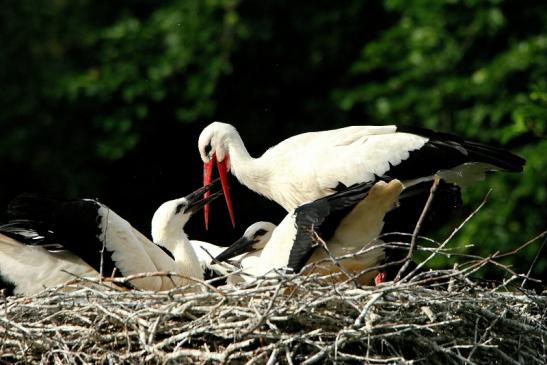 Weißstorch mit Jungtieren Wildpark Alte Fasanerie Klein Auheim 2015