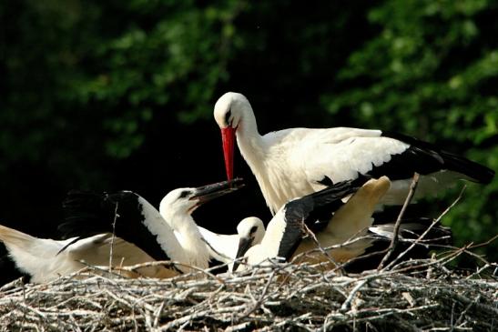 Weißstorch mit Jungtieren Wildpark Alte Fasanerie Klein Auheim 2015