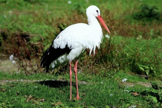 Weißstorch Wildpark Alte Fasanerie Klein Auheim 2015