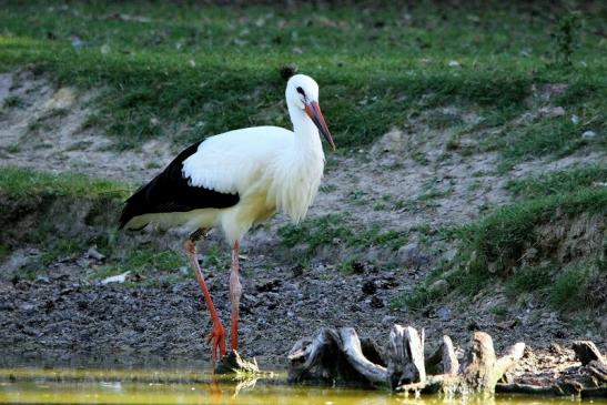 Weißstorch Wildpark Alte Fasanerie Klein Auheim 2015