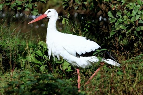 Weißstorch Wildpark Alte Fasanerie Klein Auheim 2015