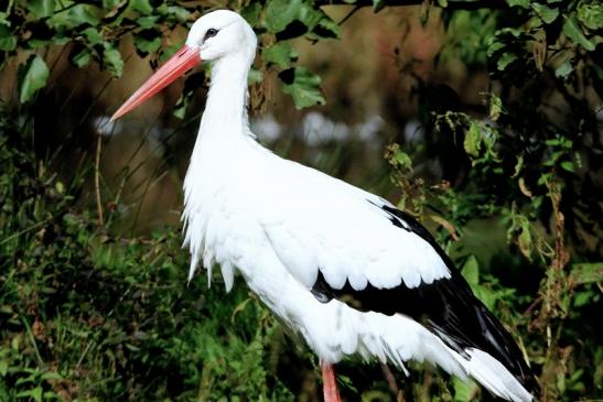 Weißstorch Wildpark Alte Fasanerie Klein Auheim 2015