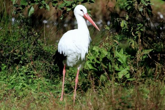 Weißstorch Wildpark Alte Fasanerie Klein Auheim 2015