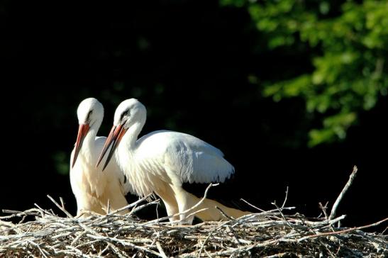 Weißstorch Jungtiere Wildpark Alte Fasanerie Klein Auheim 2015