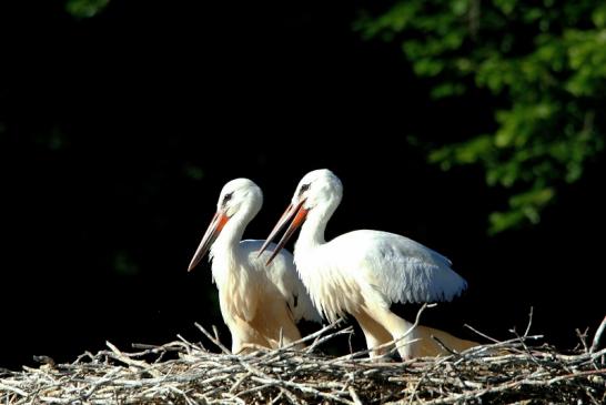 Weißstorch Jungtiere Wildpark Alte Fasanerie Klein Auheim 2015