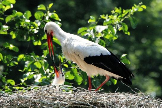 Weißstorch mit Jungtieren Wildpark Alte Fasanerie Klein Auheim 2015