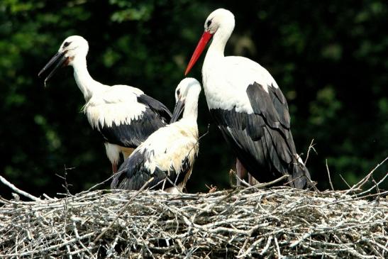 Weißstorch mit Jungtieren Wildpark Alte Fasanerie Klein Auheim 2015