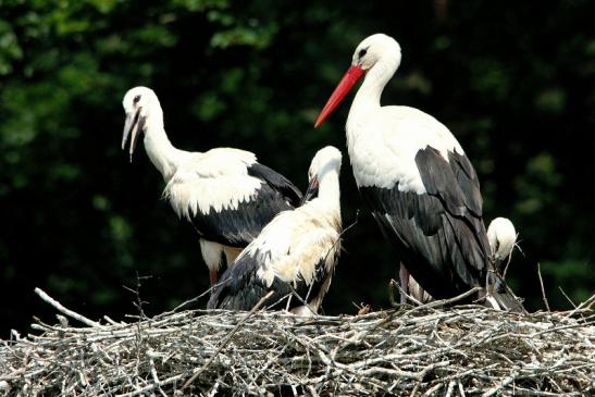 Weißstorch mit Jungtieren Wildpark Alte Fasanerie Klein Auheim 2015