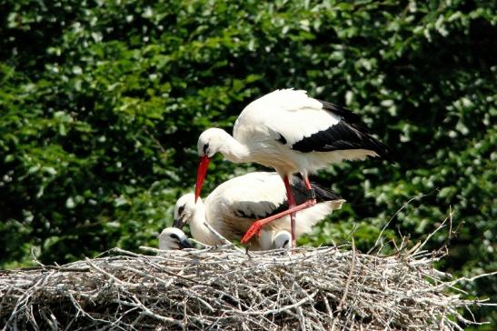 Weißstorch mit Jungtieren Wildpark Alte Fasanerie Klein Auheim 2015