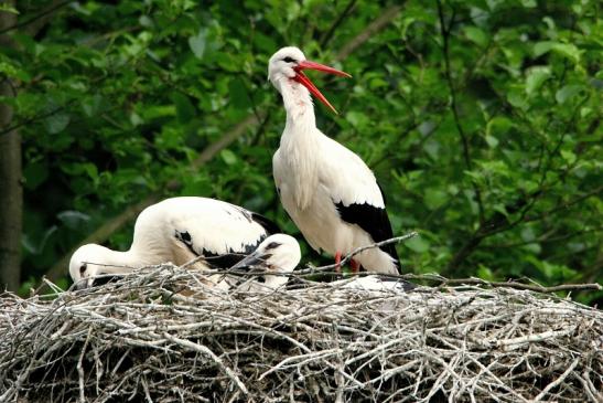 Weißstorch mit Jungtieren Wildpark Alte Fasanerie Klein Auheim 2015