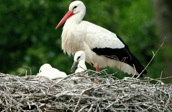 Weißstorch mit Jungtieren Wildpark Alte Fasanerie Klein Auheim 2015