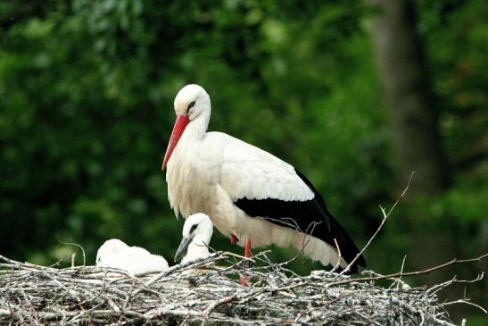 Weißstorch mit Jungtieren Wildpark Alte Fasanerie Klein Auheim 2015