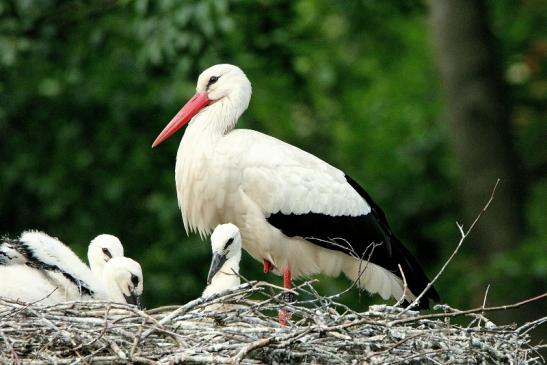 Weißstorch mit Jungtieren Wildpark Alte Fasanerie Klein Auheim 2015