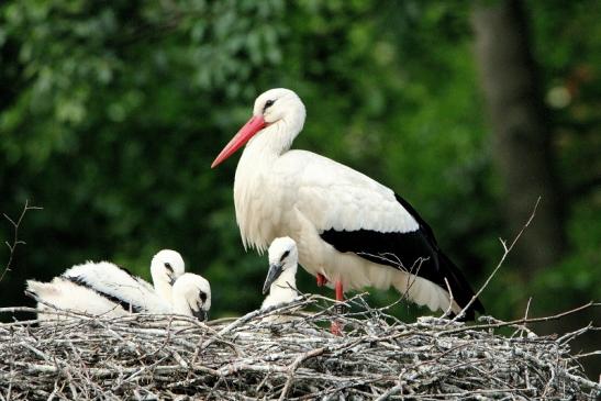 Weißstorch mit Jungtieren Wildpark Alte Fasanerie Klein Auheim 2015