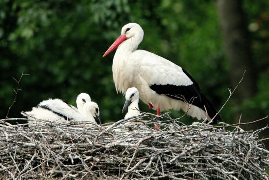 Weißstorch mit Jungtieren Wildpark Alte Fasanerie Klein Auheim 2015