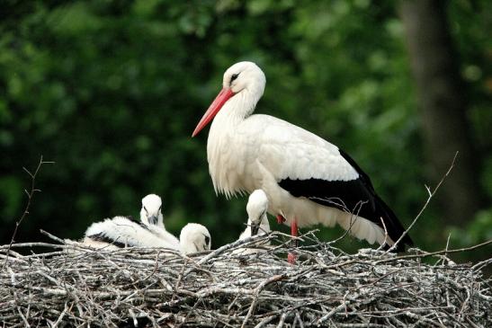 Weißstorch mit Jungtieren Wildpark Alte Fasanerie Klein Auheim 2015