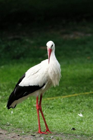 Weißstorch Wildpark Alte Fasanerie Klein Auheim 2015