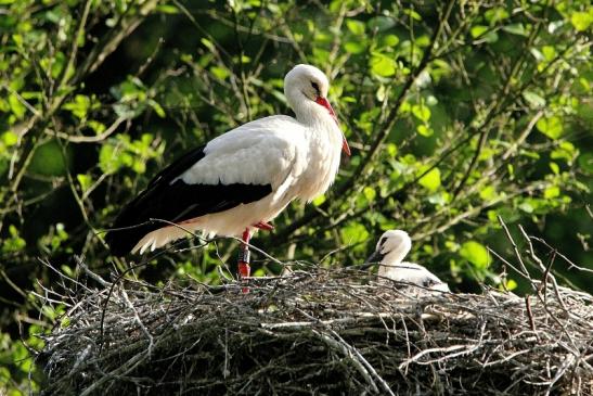 Weißstorch mit Jungtieren Wildpark Alte Fasanerie Klein Auheim 2015