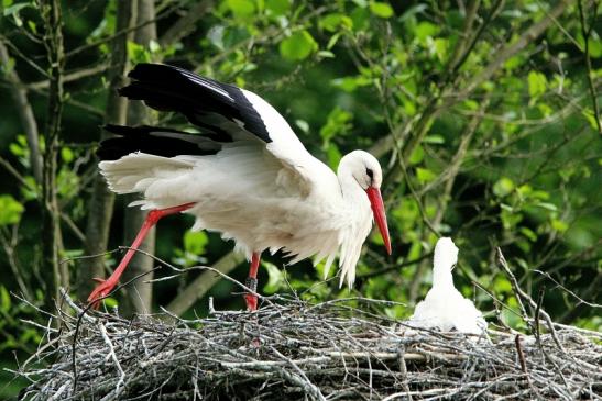 Weißstorch mit Jungtieren Wildpark Alte Fasanerie Klein Auheim 2015