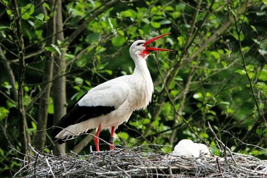 Weißstorch mit Jungtieren Wildpark Alte Fasanerie Klein Auheim 2015