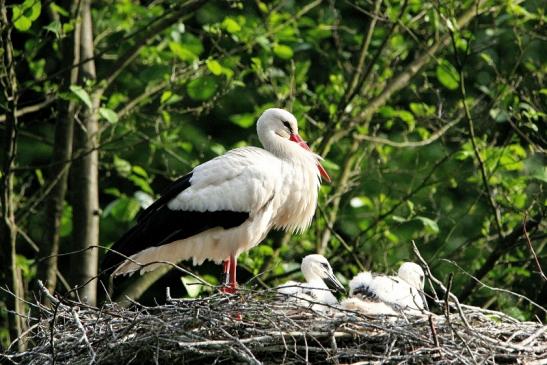 Weißstorch mit Jungtieren Wildpark Alte Fasanerie Klein Auheim 2015