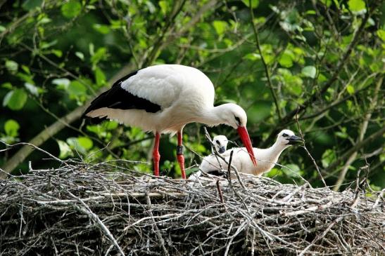 Weißstorch mit Jungtieren Wildpark Alte Fasanerie Klein Auheim 2015