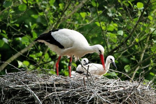 Weißstorch mit Jungtieren Wildpark Alte Fasanerie Klein Auheim 2015