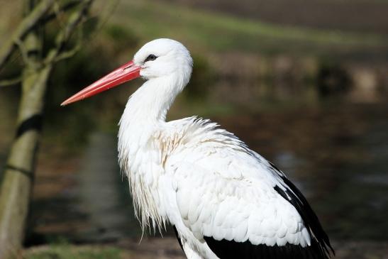 Weißstorch Wildpark Alte Fasanerie Klein Auheim 2015