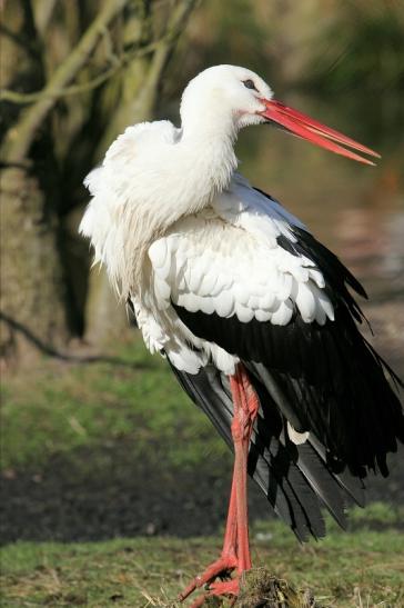 Weißstorch Wildpark Alte Fasanerie Klein Auheim 2015