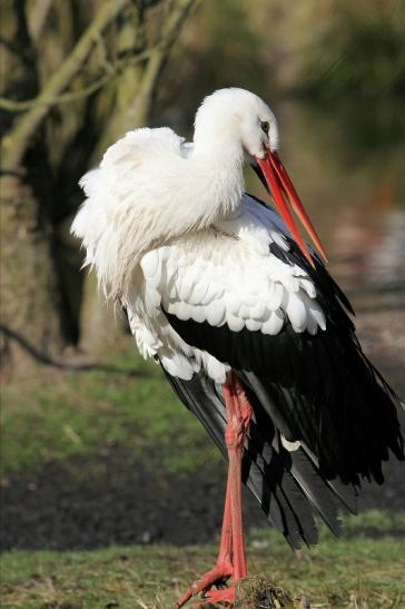 Weißstorch Wildpark Alte Fasanerie Klein Auheim 2015