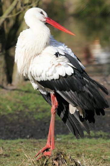 Weißstorch Wildpark Alte Fasanerie Klein Auheim 2015