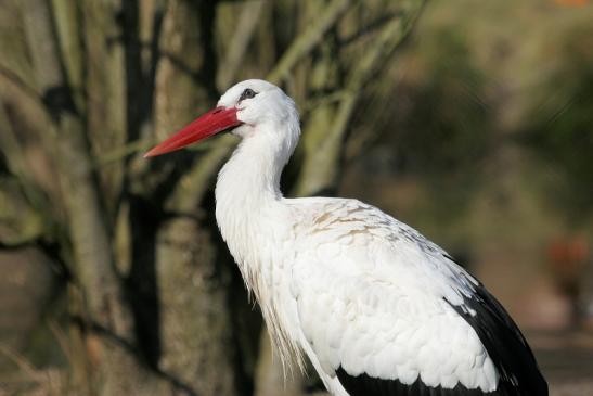 Weißstorch Wildpark Alte Fasanerie Klein Auheim 2015