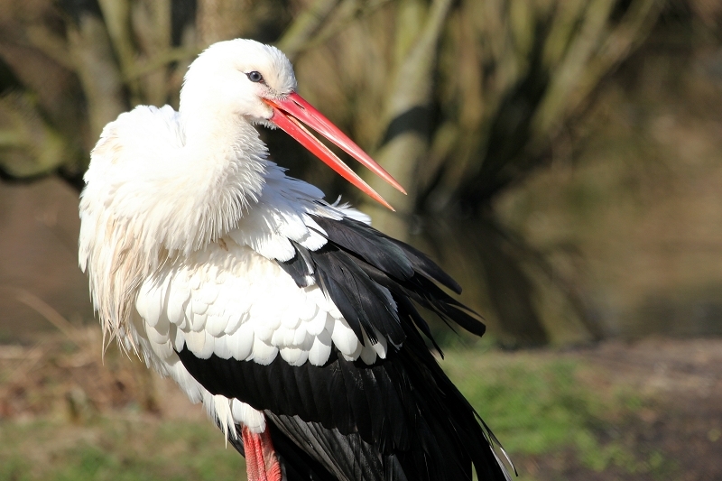Weißstorch Wildpark Alte Fasanerie Klein Auheim 2015
