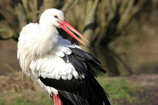 Weißstorch Wildpark Alte Fasanerie Klein Auheim 2015