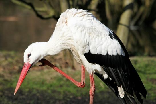 Weißstorch Wildpark Alte Fasanerie Klein Auheim 2015