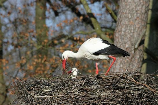 Weißstorch mit Jungtieren Wildpark Alte Fasanerie Klein Auheim 2015