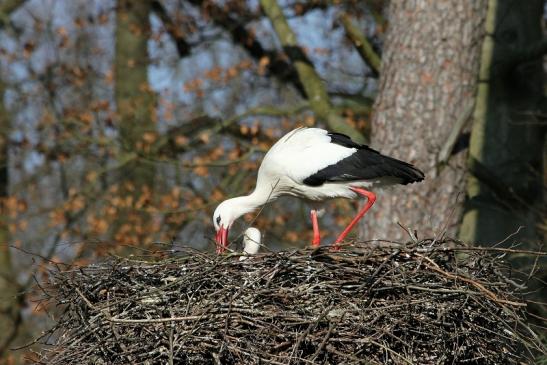 Weißstorch mit Jungtieren Wildpark Alte Fasanerie Klein Auheim 2015