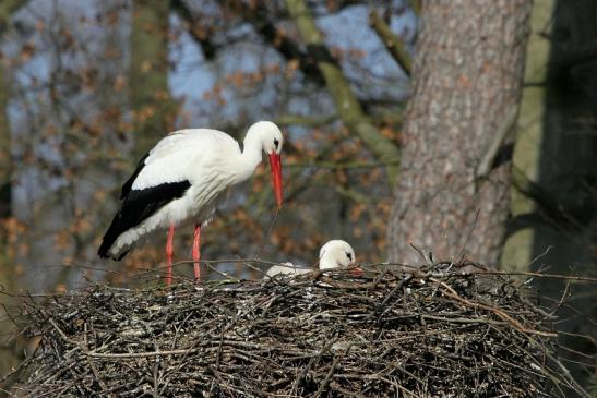 Weißstorch mit Jungtieren Wildpark Alte Fasanerie Klein Auheim 2015