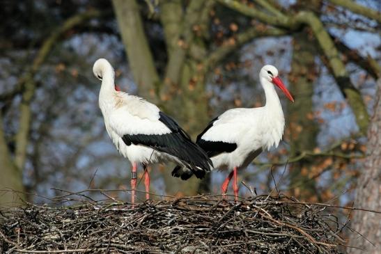 Weißstorch Wildpark Alte Fasanerie Klein Auheim 2015