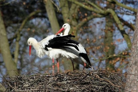 Weißstorch Wildpark Alte Fasanerie Klein Auheim 2015